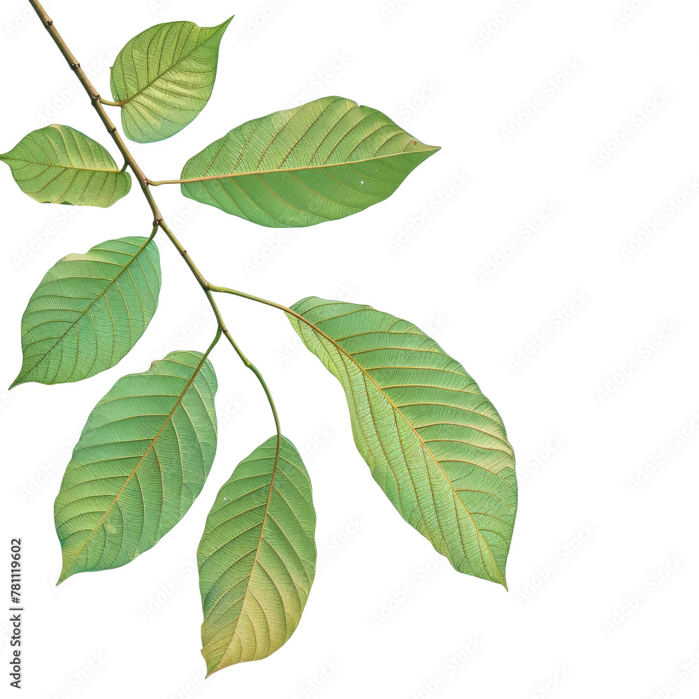 Poster a green leaf on a branch with a transparent background