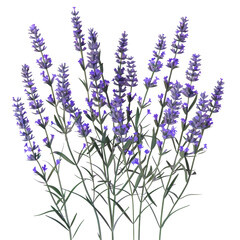Lavender flowers in a vase on a Transparent Background