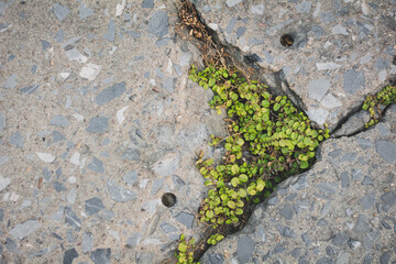 Weeds growing in the cracks in the road. and the floor of the parking lot It's so interesting.