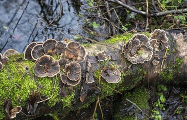 Mushrooms gracefully sprawl across the weathered wood, their delicate caps forming an enchanting...