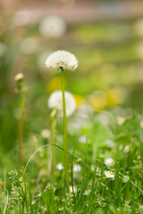 Dandelion in a green meadow, summer time, may, 