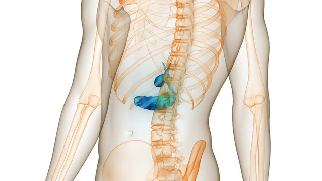 Human Internal Organs Pancreas with Gallbladder Anatomy