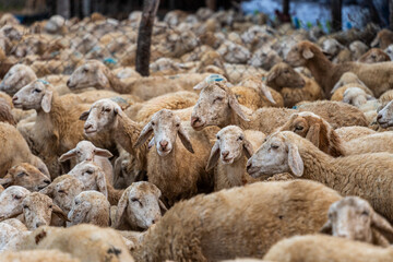 Herd of sheep on desert in Ninh Thuan province, Vietnam
