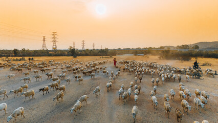 A local woman and a large sheep flock returning to the barn in the sunset, after a day of feeding in the mountains in Ninh Thuan Province, Vietnam.