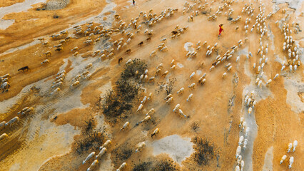 A local woman and a large sheep flock returning to the barn in the sunset, after a day of feeding in the mountains in Ninh Thuan Province, Vietnam.