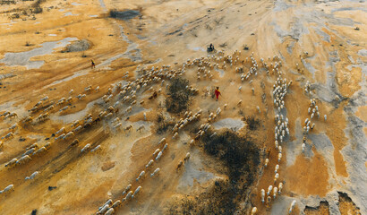 Fototapeta premium A local woman and a large sheep flock returning to the barn in the sunset, after a day of feeding in the mountains in Ninh Thuan Province, Vietnam.