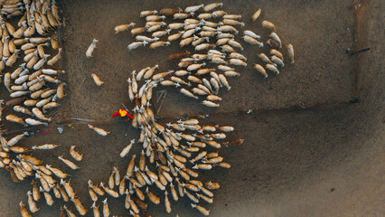 A local woman and a large sheep flock returning to the barn in the sunset, after a day of feeding in the mountains in Ninh Thuan Province, Vietnam.