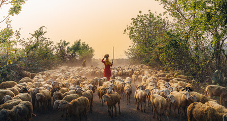 A local woman and a large sheep flock returning to the barn in the sunset, after a day of feeding...
