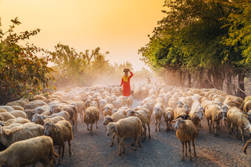 A local woman and a large sheep flock returning to the barn in the sunset, after a day of feeding in the mountains in Ninh Thuan Province, Vietnam.
