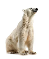 Fototapeten Polar bear sitting on a white studio background © gearstd
