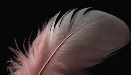 image nature art of wings bird soft pastel detail of design chicken feather texture white fluffy twirled on transparent background wallpaper abstract coral pink color trends and vintage