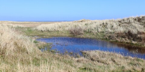 Marsh landscape with lake and dunes, Denmark
