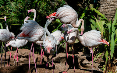 Group of pink flamingos with their feet in the water