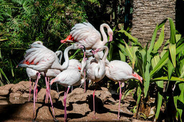 Group of pink flamingos with their feet in the water
