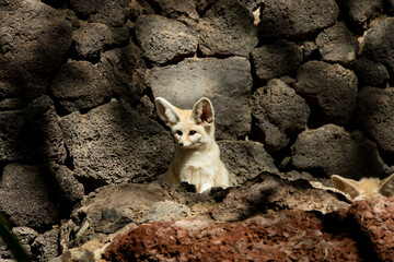Portrait of a cute fennec in the desert