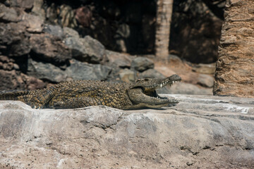 Crocodile in the African savannah under the tropical sun.