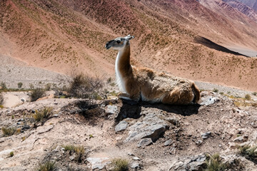 Naklejka premium Lama close-up in South American nature