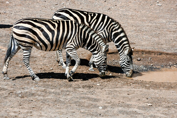 Zebras in very close-up in the African savannah.