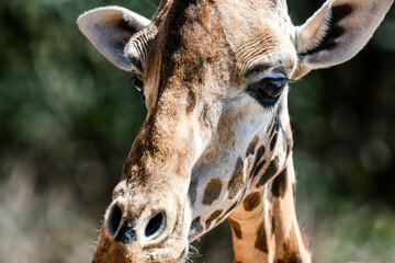 Cute close-up portrait of a giraffe in savana