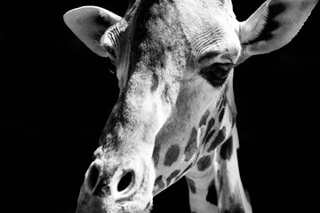 Cute close-up portrait of a giraffe with background