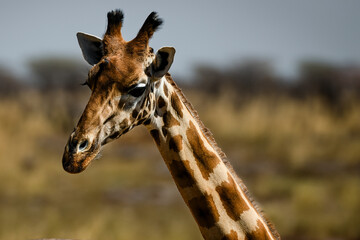 Cute close-up portrait of a giraffe in savana