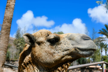 Camel close-up in the sandy desert