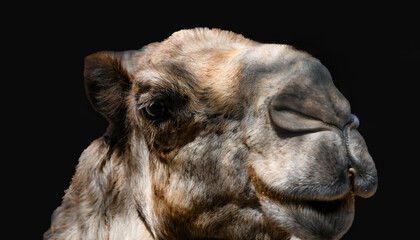 Camel close-up in the sandy desert