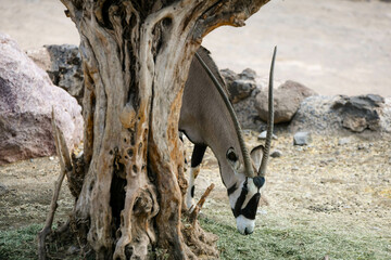 Oryx close-up in the African savannah