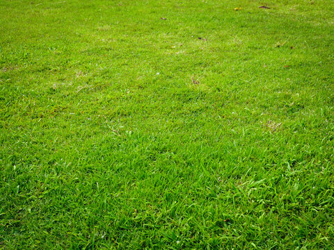 Fresh green garden grass texture for nature background