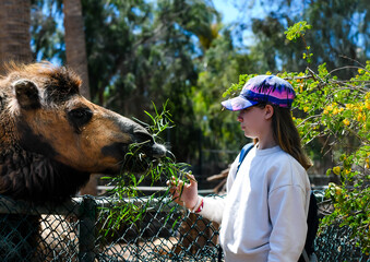 Beautiful young girl feeding a camel close-up