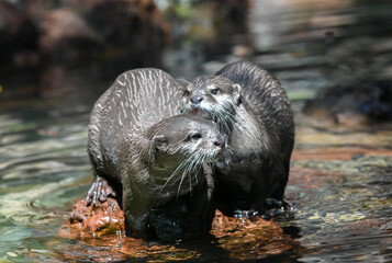 Close-up otters having fun in the water
