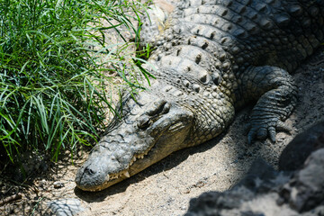 Crocodile in the African savannah under the tropical sun.