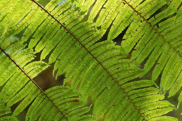 Texture of fresh green fern leaves in the tropical rainforest.