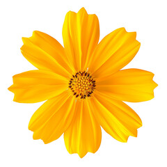 Obraz premium Yellow Cosmos flower isolated on white background.Yellow Cosmos flower objects