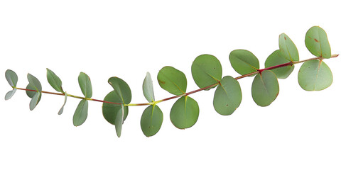 Decorative eucalyptus green leaves isolated on white