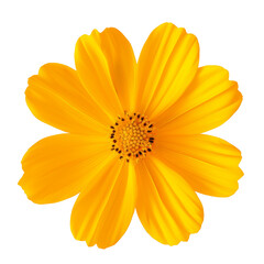 Yellow Cosmos flower isolated on white background.Yellow Cosmos flower objects