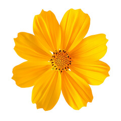 Yellow Cosmos flower isolated on white background.Yellow Cosmos flower objects
