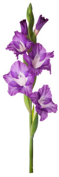 Purple gladiolus flowers isolated against white