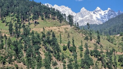 Green Mountain and awesome trees and Snow on Mountain too 