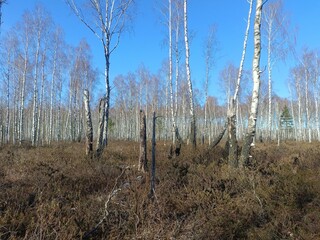 Rekyva forest during sunny early spring day. Pine and birch tree woodland. Blueberry bushes are growing in woods. Sunny day. Early spring season. Nature. Rekyvos miskas.