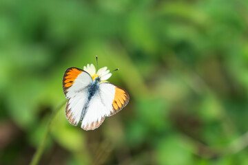 Plain Orange-Tip (Colotis aurora)
