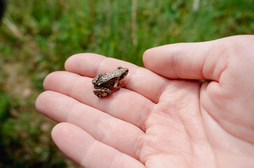 A small frog on a man's hand.