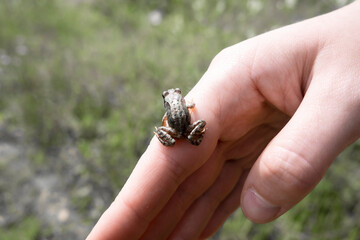 A small frog on a man's hand.
