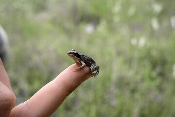 A small frog on a man's hand.