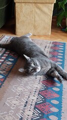 Gray cat lying on the floor