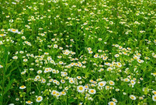 closeup white chamomile flowers in green grass, summer wild flowers background