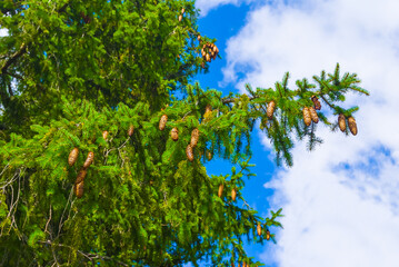 closeup fir tree branch with cones on blue cloudy sky background