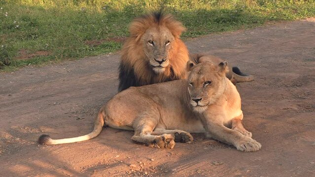 A large male lion with a dark mane next to a lioness during courtship.