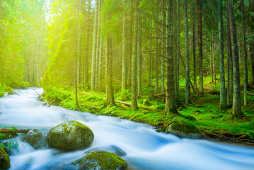 small blue river rushing through a misty fir forest at sunny day