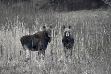 A pair of moose